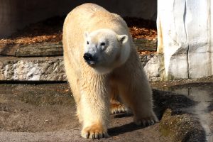 Bild des Eisbären Lloys im neuen Gehege
